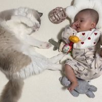 寝転がっている赤ちゃんと猫