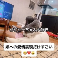娘さんに甘えるブリティッシュショートヘア