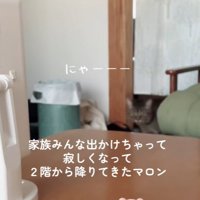 暖簾をくぐる猫