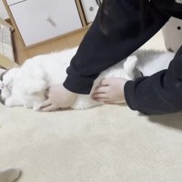 おなかをさわられている猫