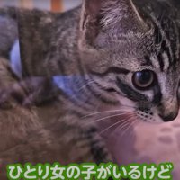 キャリーバッグの中にいる子猫
