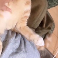 眠りながら左右に揺れる猫の尻尾