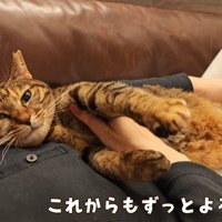 お腹の上に寝転がる猫