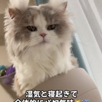 眠そうな猫
