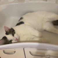 洗面シンクの中の猫