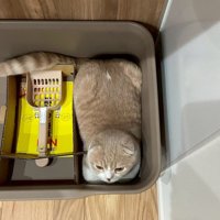 新品の猫用トイレに香箱座りする猫
