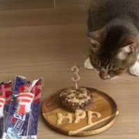 飼い主が用意したプレゼントを見つめる猫