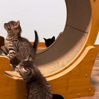 ホイールに乗って左を見上げる猫、床で左を見る猫、奥に黒猫の頭
