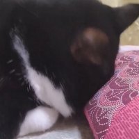 座布団に顔を埋めている猫