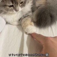 人の指を触っている猫