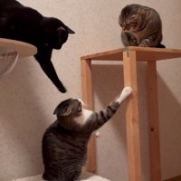 小さくなるキジ白猫