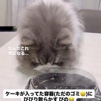 ケーキの容器に鼻を近づける猫