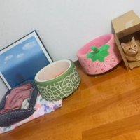ダンボールに入る猫