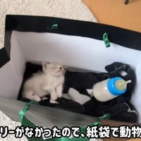 紙袋に入った子猫