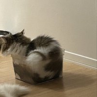 ケースに入った猫の後ろ姿
