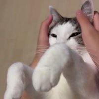 マッサージされている猫
