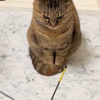 睨みつける猫