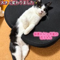 クッションに挟まって寝る猫