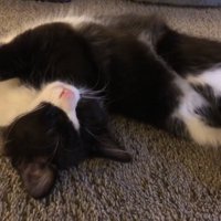 変な寝方で寝る子猫