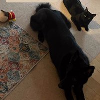 寝そべる犬と猫