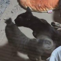 子猫のお尻のにおいを嗅ぐ成猫