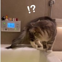 湯船の縁を歩いている猫