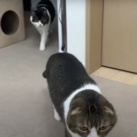 おやつを食べる猫