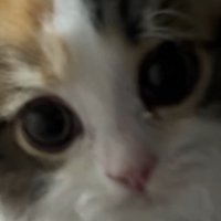 飼い主の顔を見つめる子猫
