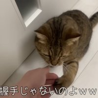 飼い主の手に手を重ねる猫