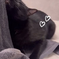 うっとりする猫