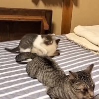 シャム猫の首元に甘噛みするキジ白猫
