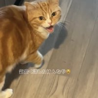 廊下で振り返って口を開けている猫「気安く話しかけんなや」