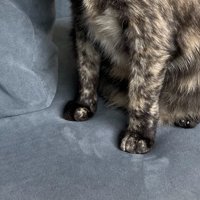 猫の足元