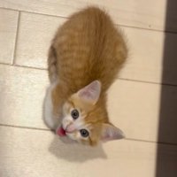 飼い主を見上げて声をあげる子猫