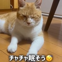 眠そうな猫