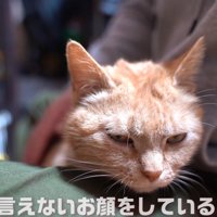 人の膝の上にいる猫