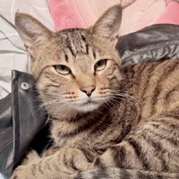 上着に乗る猫のアップ