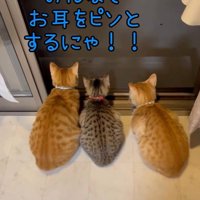 窓辺で外を観察する3匹の猫