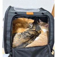 リュックに入る猫