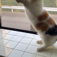 電気の紐に前足を伸ばす猫