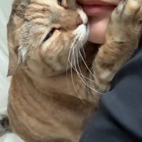 くっついている飼い主と猫