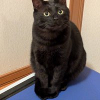 お座りする猫