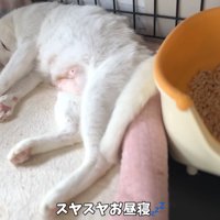 寝ている成猫