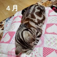 下を向いて寝る猫