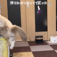 ゴミ箱から降りようと後ろ足を伸ばすラグドール