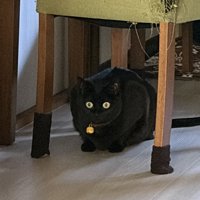 イスの下にいる猫