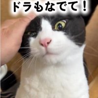 人に抱き着いている猫