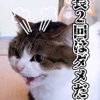 威嚇する猫