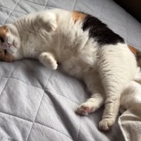 お腹見せ