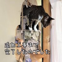 穴の空いたふすまから上半身を出している猫